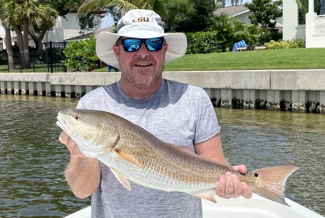 Redfish caught in Tampa Bay Florida