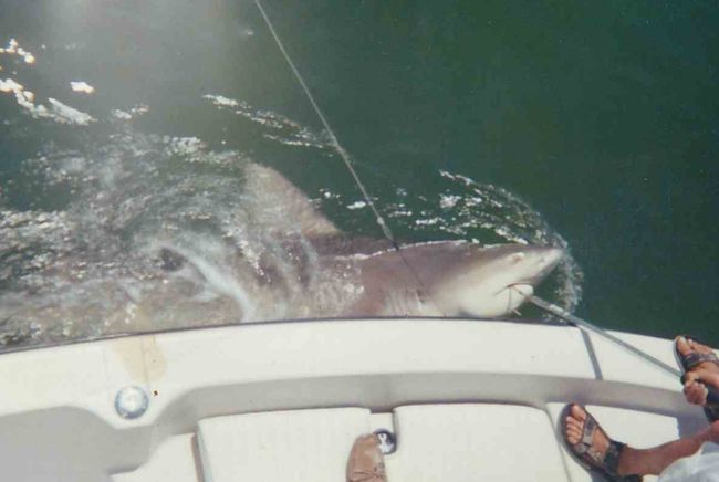 Shark caught in Tampa Bay Florida